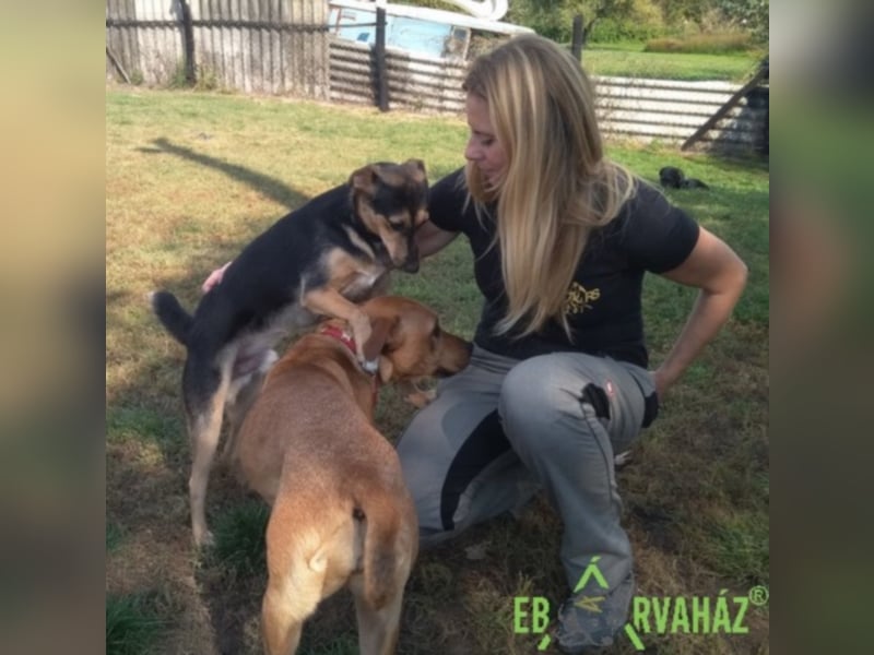 Für immer zuhause für Reno gesucht