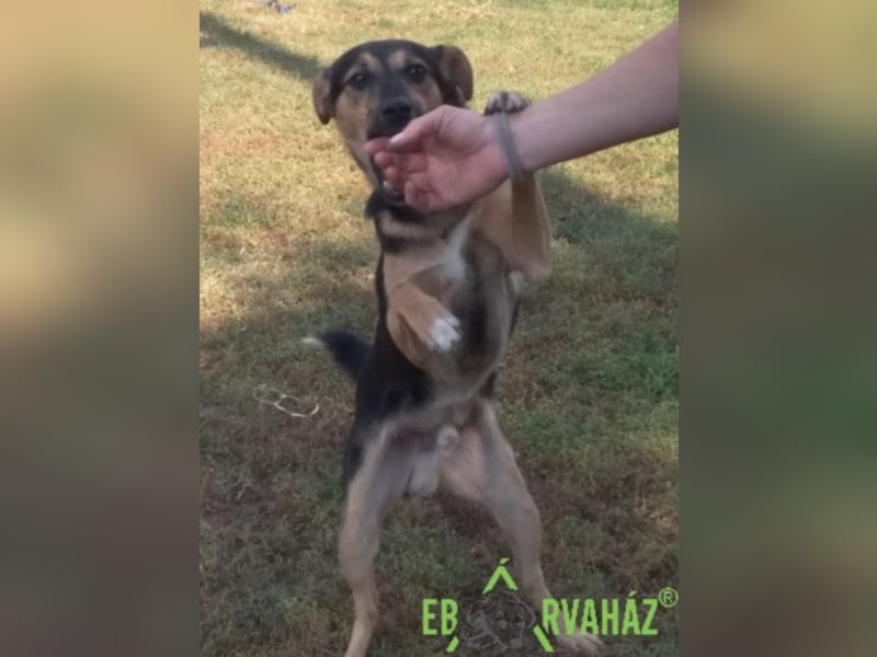 Für immer zuhause für Reno gesucht