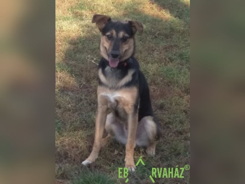 Für immer zuhause für Reno gesucht