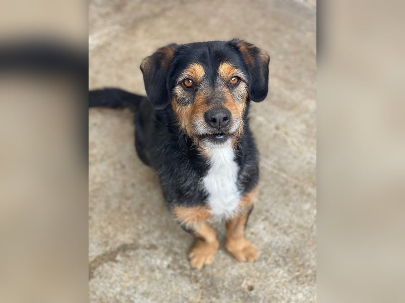 Gustavio, geb. ca. 01/2023, lebt in GRIECHENLAND, im städt. Tierheim Serres