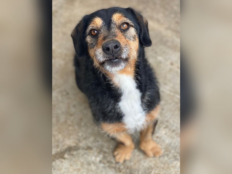 Gustavio, geb. ca. 01/2023, lebt in GRIECHENLAND, im städt. Tierheim Serres