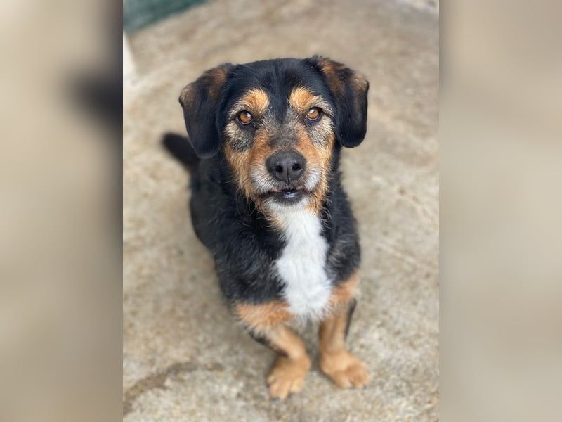 Gustavio, geb. ca. 01/2023, lebt in GRIECHENLAND, im städt. Tierheim Serres