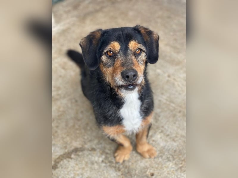 Gustavio, geb. ca. 01/2023, lebt in GRIECHENLAND, im städt. Tierheim Serres