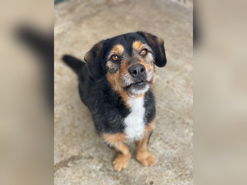 Gustavio, geb. ca. 01/2023, lebt in GRIECHENLAND, im städt. Tierheim Serres