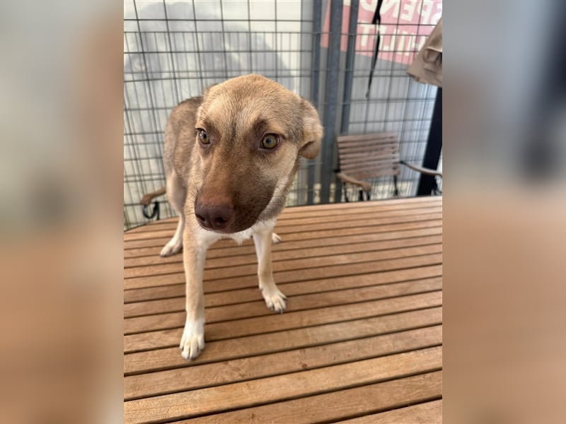 Bailey – bereit für Abenteuer und ein Zuhause