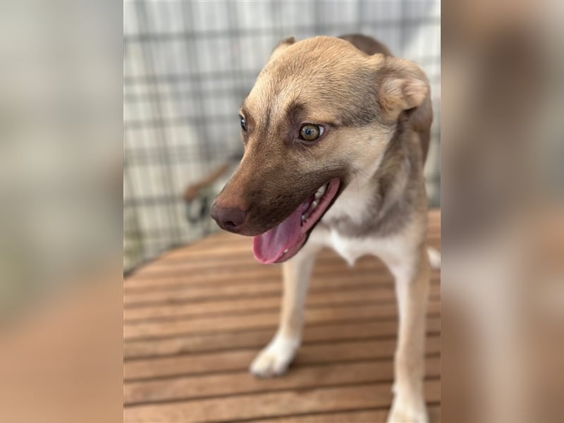 Bailey – bereit für Abenteuer und ein Zuhause