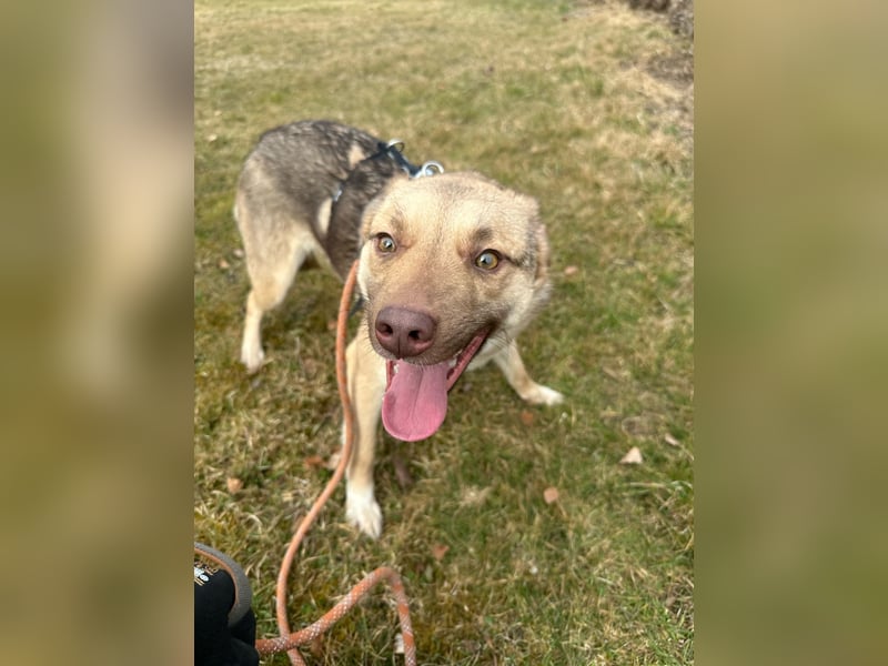 Bailey – bereit für Abenteuer und ein Zuhause