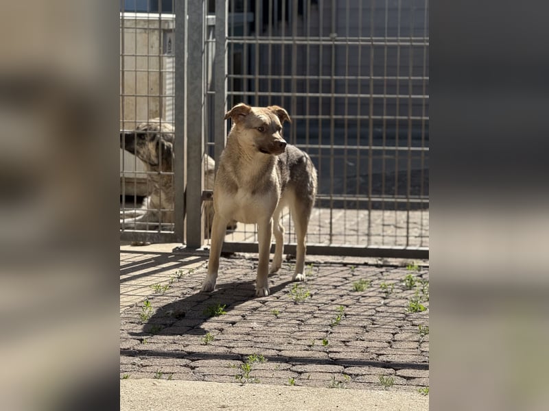 Bailey – bereit für Abenteuer und ein Zuhause