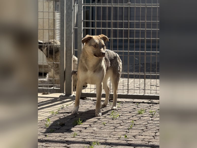 Bailey – bereit für Abenteuer und ein Zuhause