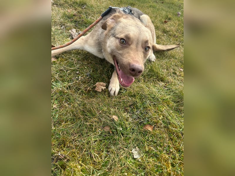 Bailey – bereit für Abenteuer und ein Zuhause