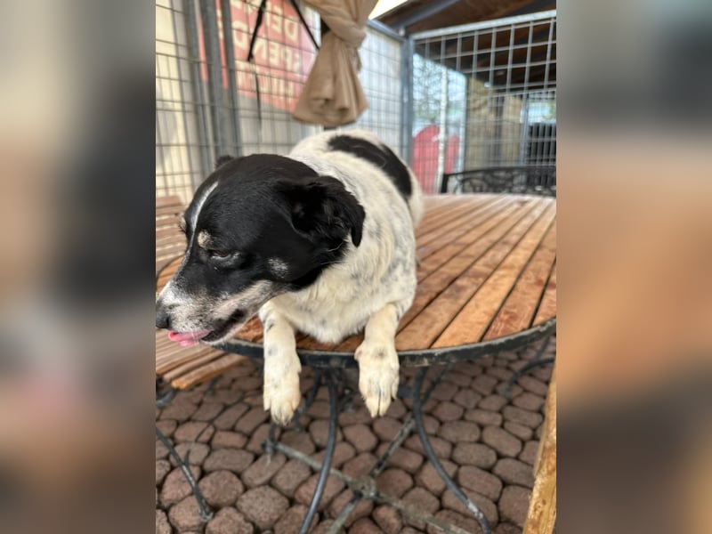 BECKY sucht ein liebevolles Zuhause