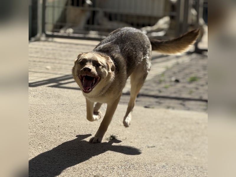 Bailey – bereit für Abenteuer und ein Zuhause