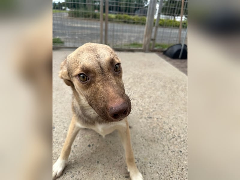 Bailey – bereit für Abenteuer und ein Zuhause