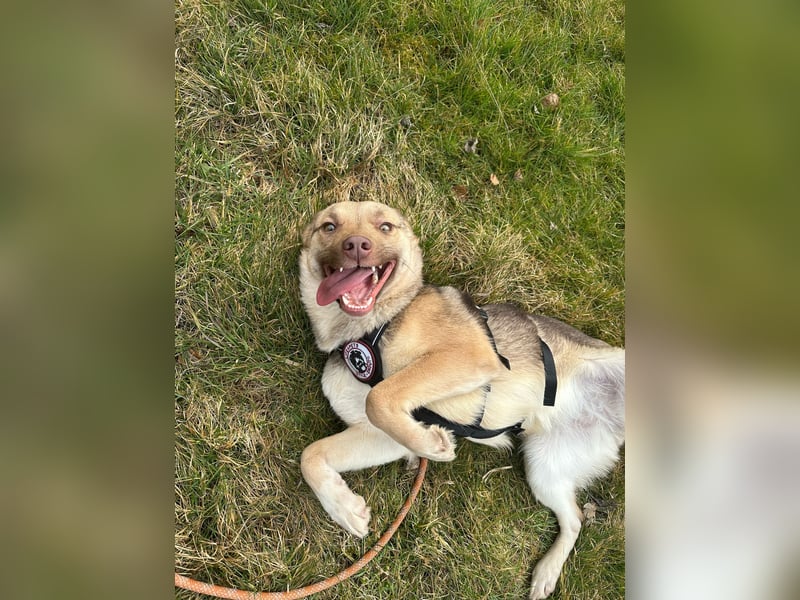 Bailey – bereit für Abenteuer und ein Zuhause