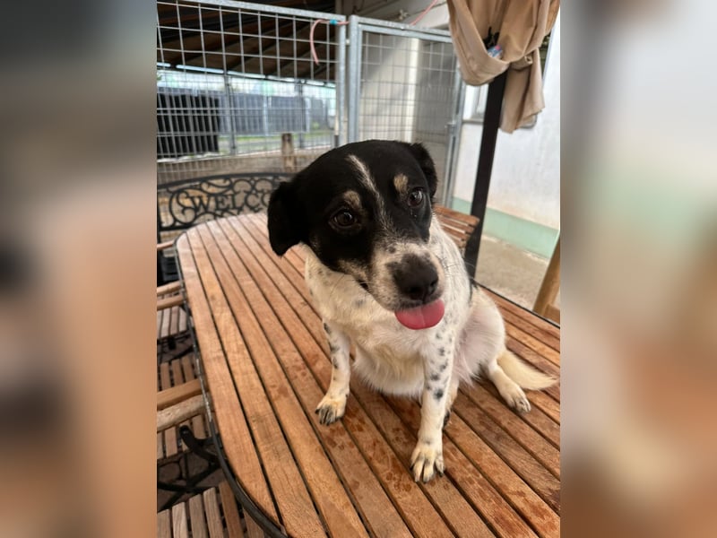 BECKY sucht ein liebevolles Zuhause