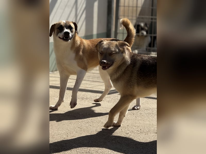 Bailey – bereit für Abenteuer und ein Zuhause