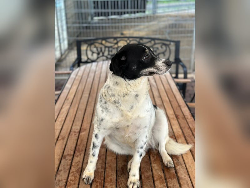 BECKY sucht ein liebevolles Zuhause