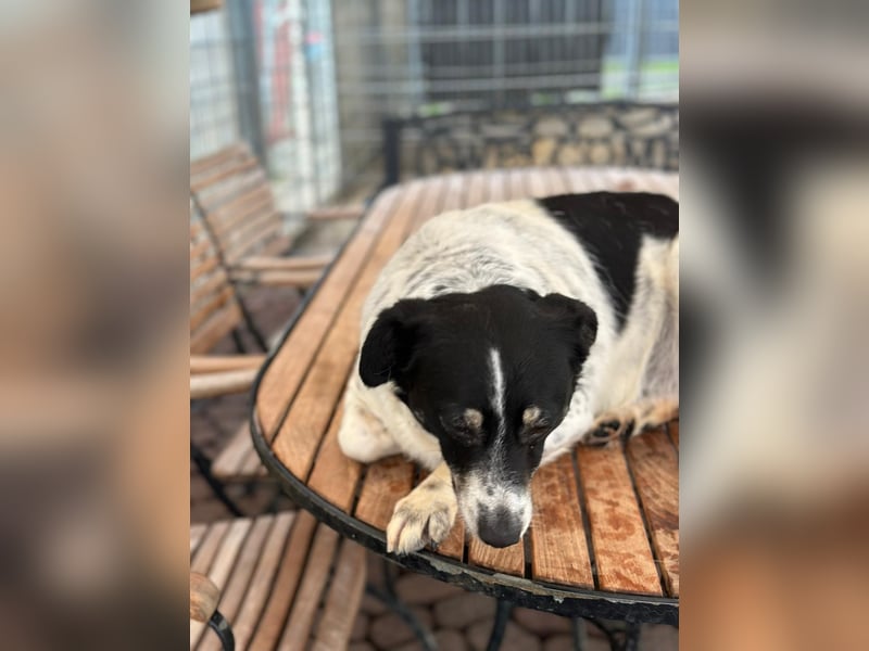 BECKY sucht ein liebevolles Zuhause