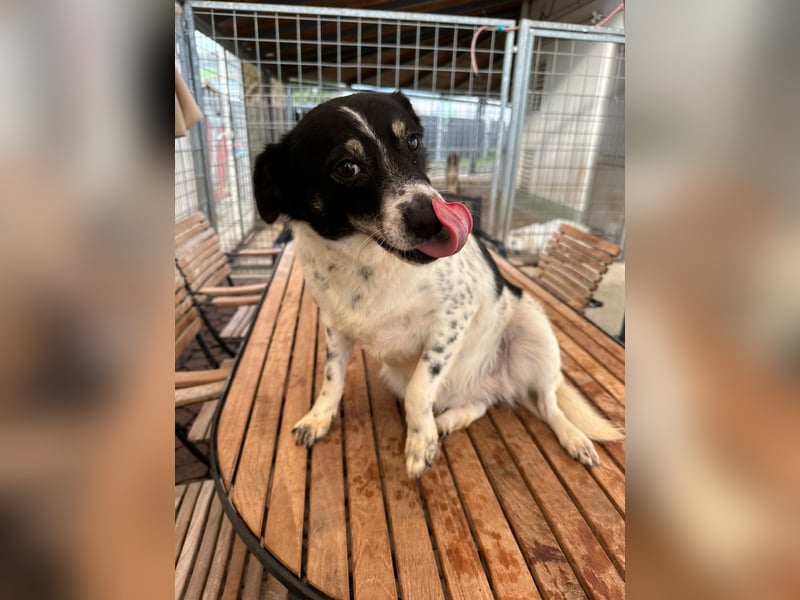 BECKY sucht ein liebevolles Zuhause