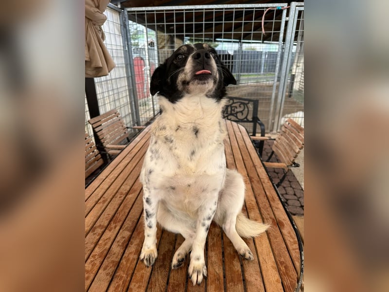 BECKY sucht ein liebevolles Zuhause