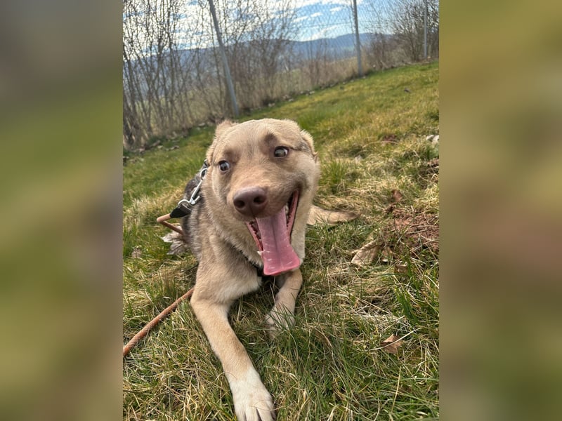 Bailey – bereit für Abenteuer und ein Zuhause