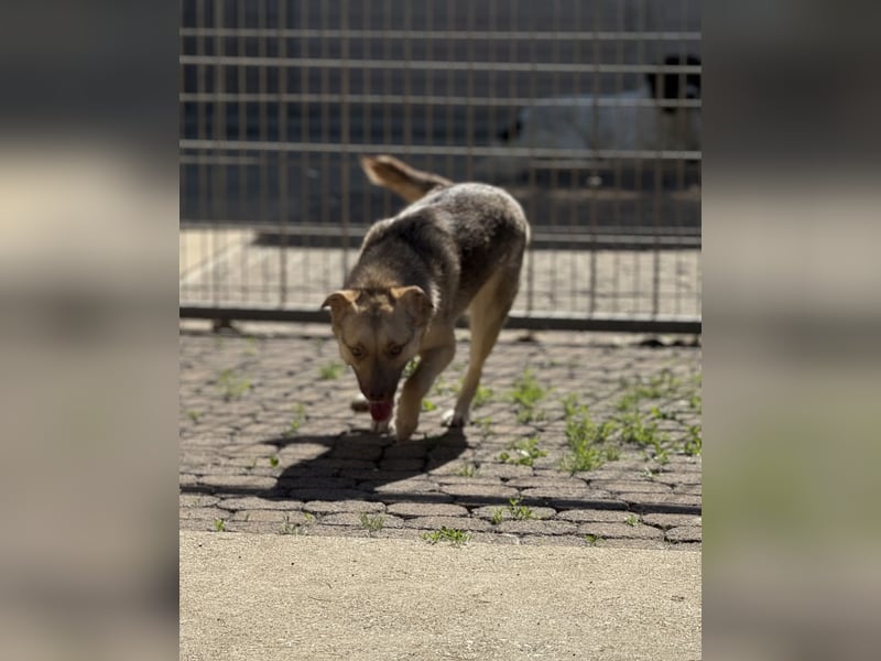 Bailey – bereit für Abenteuer und ein Zuhause