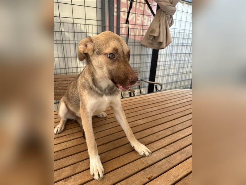 Bailey – bereit für Abenteuer und ein Zuhause