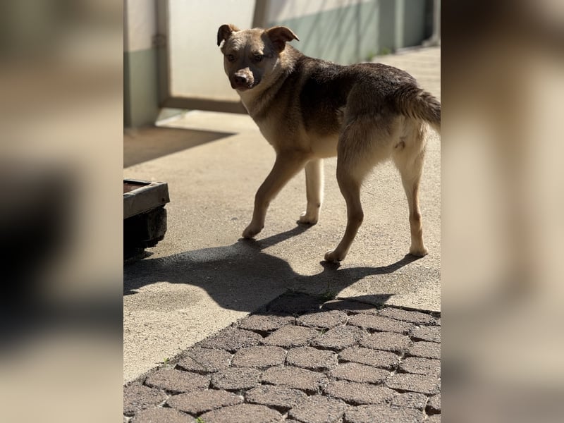 Bailey – bereit für Abenteuer und ein Zuhause