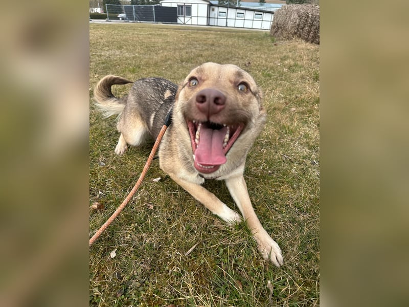 Bailey – bereit für Abenteuer und ein Zuhause