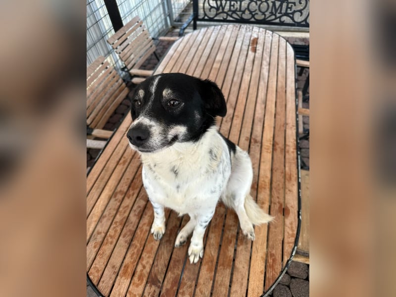 BECKY sucht ein liebevolles Zuhause