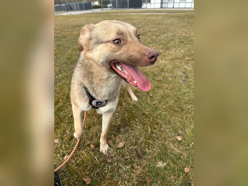 Bailey – bereit für Abenteuer und ein Zuhause