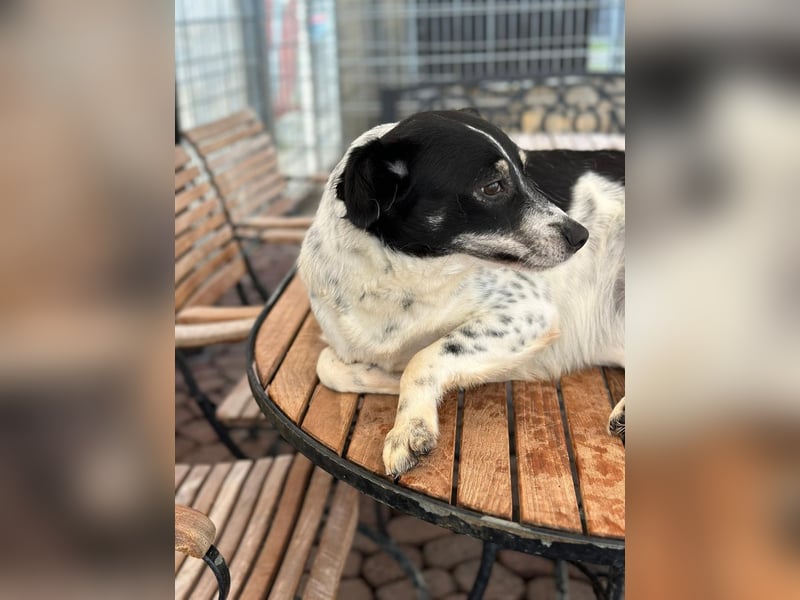 BECKY sucht ein liebevolles Zuhause