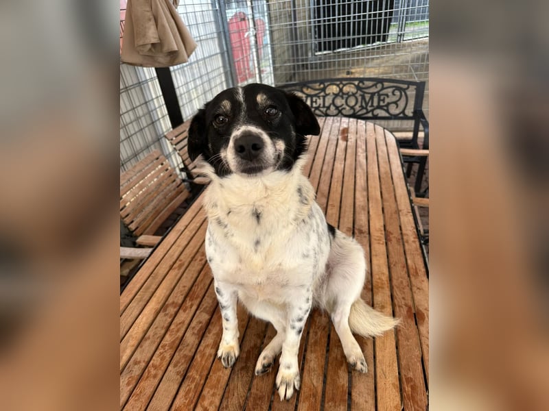 BECKY sucht ein liebevolles Zuhause