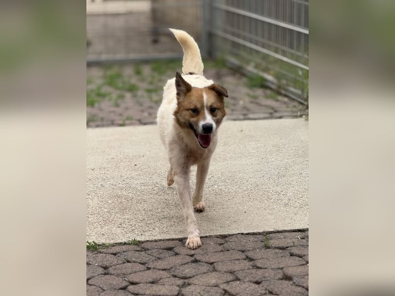 Adel – für Menschen, die lieber einen Hund richtig lieben als zwei halb“