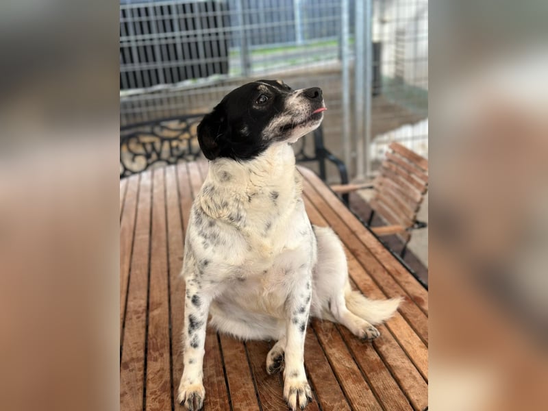 BECKY sucht ein liebevolles Zuhause