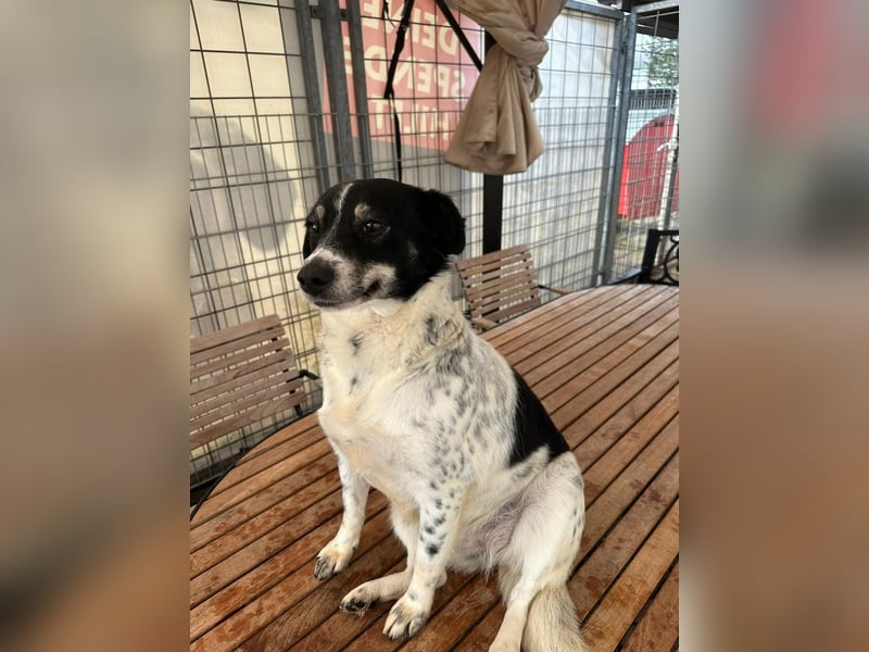 BECKY sucht ein liebevolles Zuhause