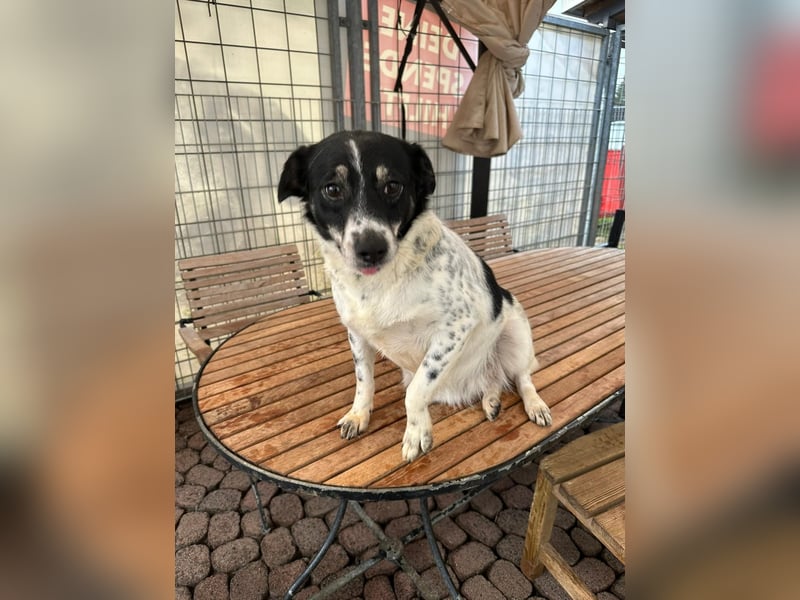 BECKY sucht ein liebevolles Zuhause