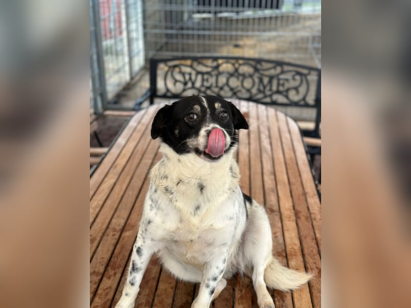 BECKY sucht ein liebevolles Zuhause