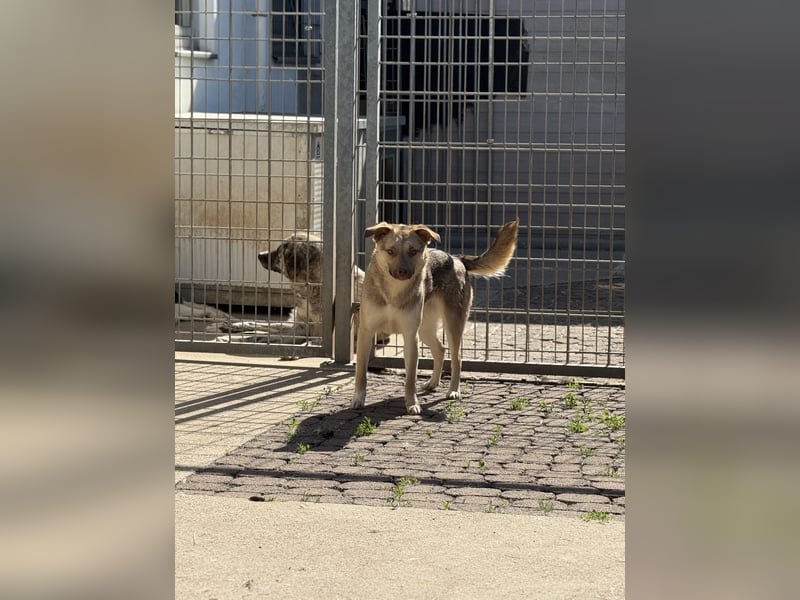 Bailey – bereit für Abenteuer und ein Zuhause