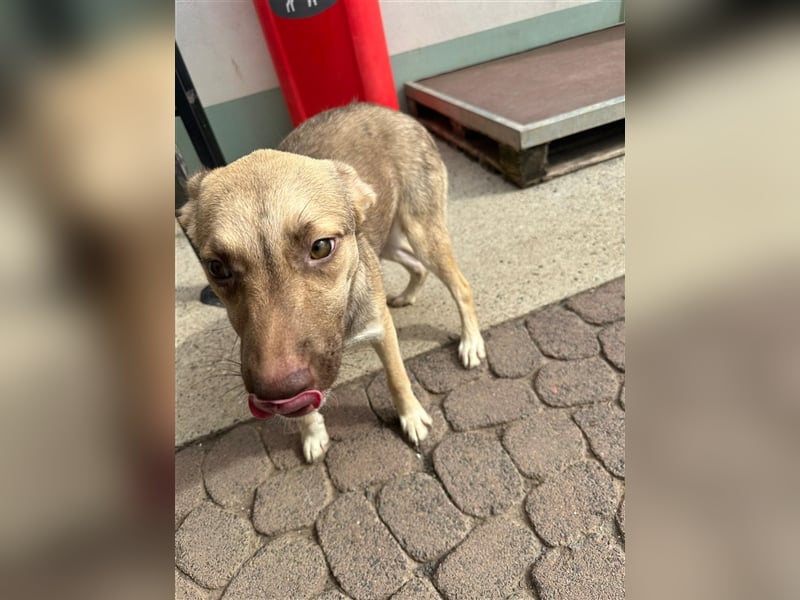 Bailey – bereit für Abenteuer und ein Zuhause