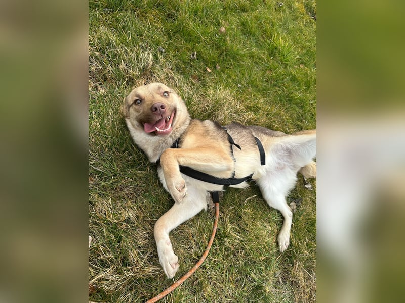 Bailey – bereit für Abenteuer und ein Zuhause