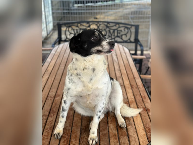 BECKY sucht ein liebevolles Zuhause