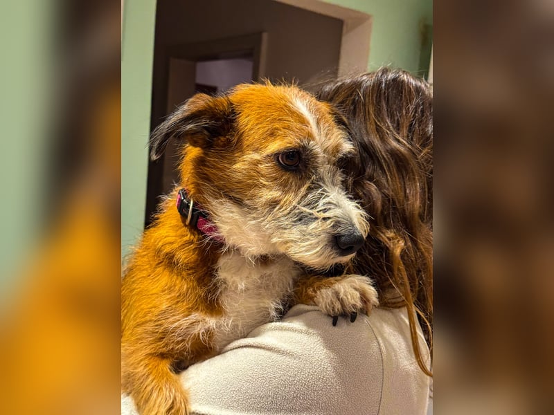 Unsichere Lizu braucht erfahrene Menschen, die ihr ein Fürimmerzuhause geben