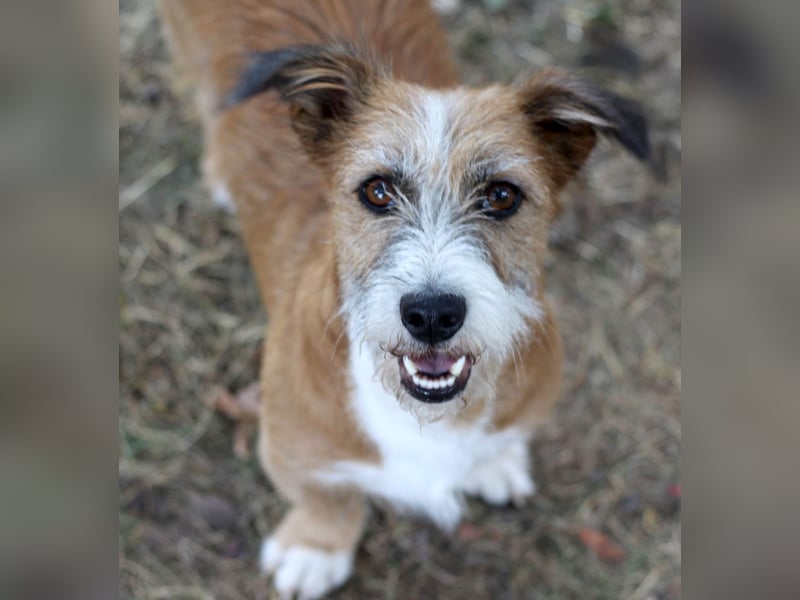 Unsichere Lizu braucht erfahrene Menschen, die ihr ein Fürimmerzuhause geben