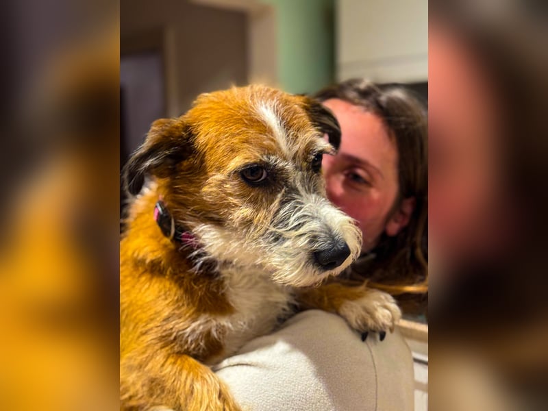 Unsichere Lizu braucht erfahrene Menschen, die ihr ein Fürimmerzuhause geben