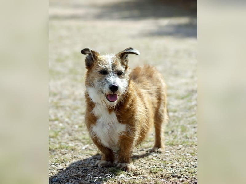 Unsichere Lizu braucht erfahrene Menschen, die ihr ein Fürimmerzuhause geben