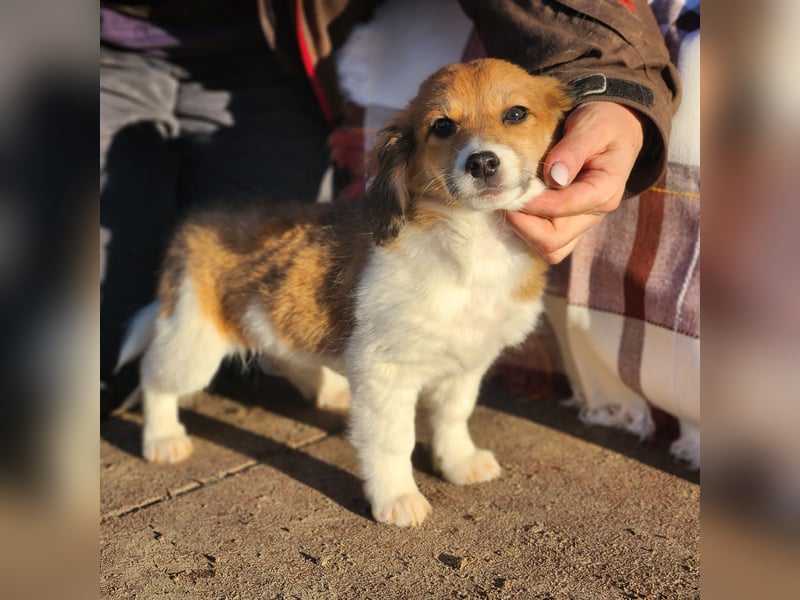 Arielle sucht ein Zuhause für immer