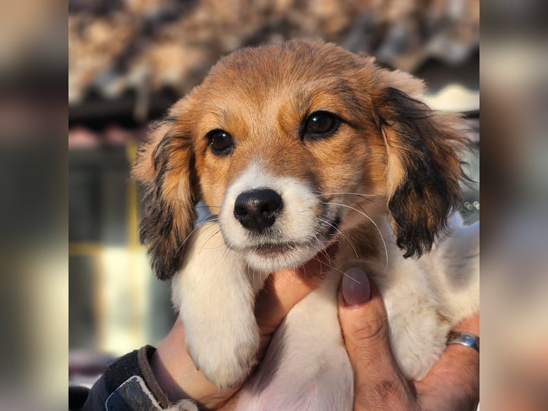 Arielle sucht ein Zuhause für immer