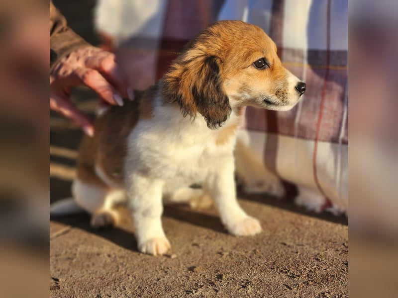 Arielle sucht ein Zuhause für immer