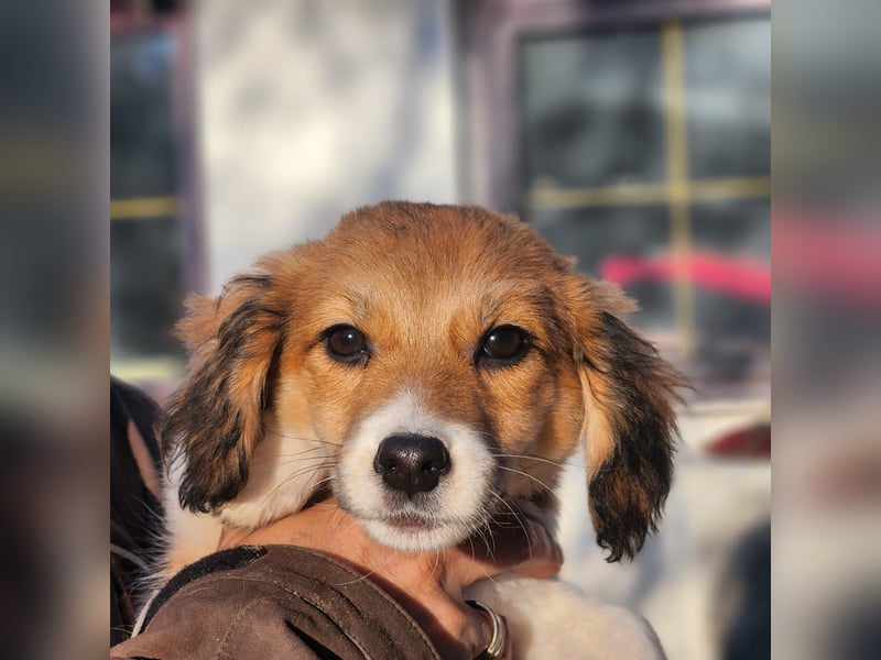 Arielle sucht ein Zuhause für immer